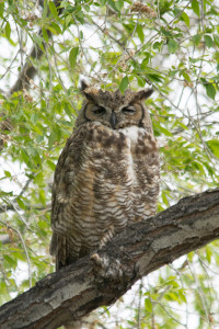 Great HOrned Owl by Laura Flett