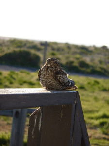 Common Nighthawk by Laura Flett